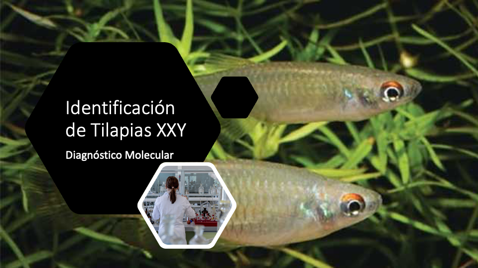 imgConvocatoria